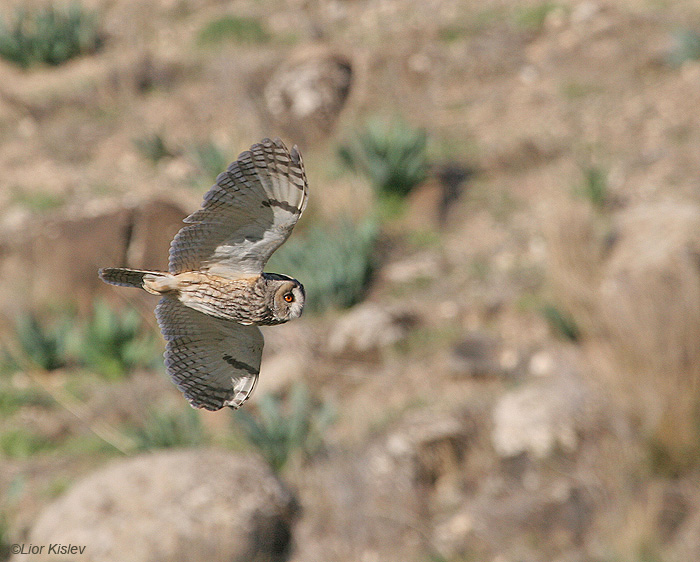  ינשוף עצים   Long-eared Owl Asio otus                                       נחל סמק,רמת הגולן,ינואר 2009.צלם:ליאור כסלו